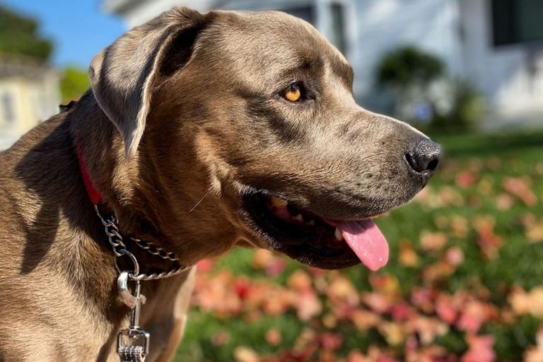 cane corso lab mix