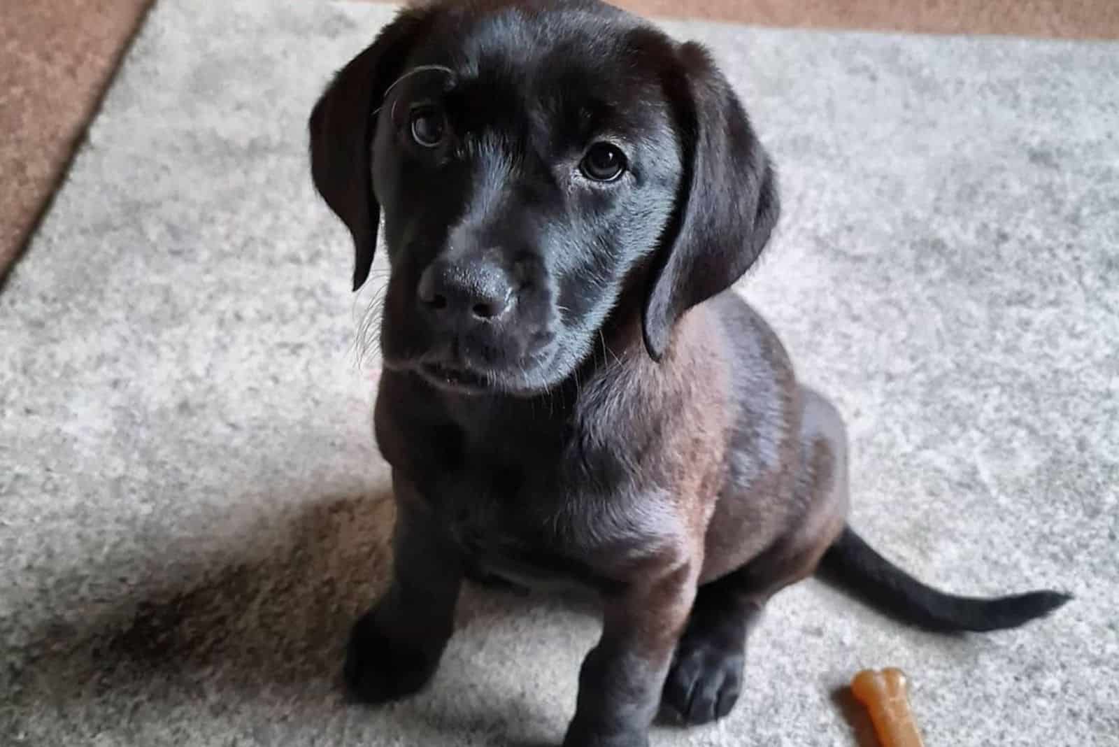 Cane Corso Lab Mix puppy