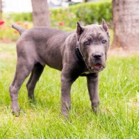 cute pedigree cane corso puppy standing outdoors