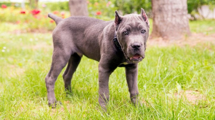 Cane Corso Pitbull Mix – Pit Corso Dog Breed Guide