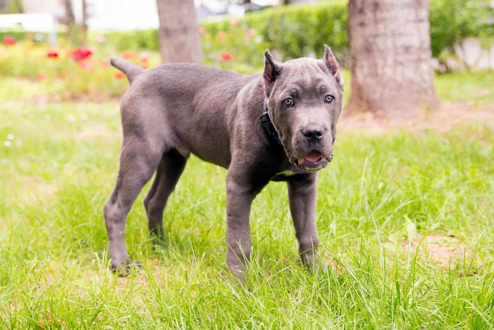 cute pedigree cane corso puppy standing outdoors