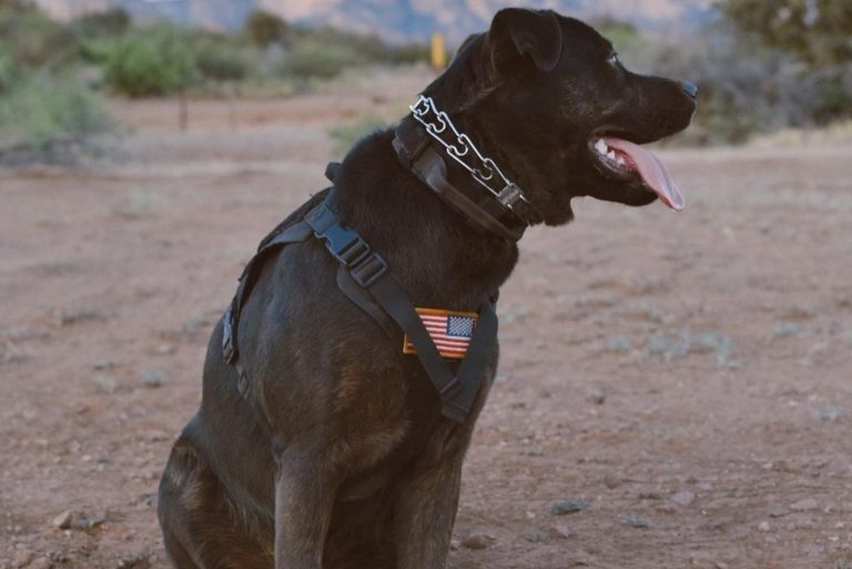 cane corso outside