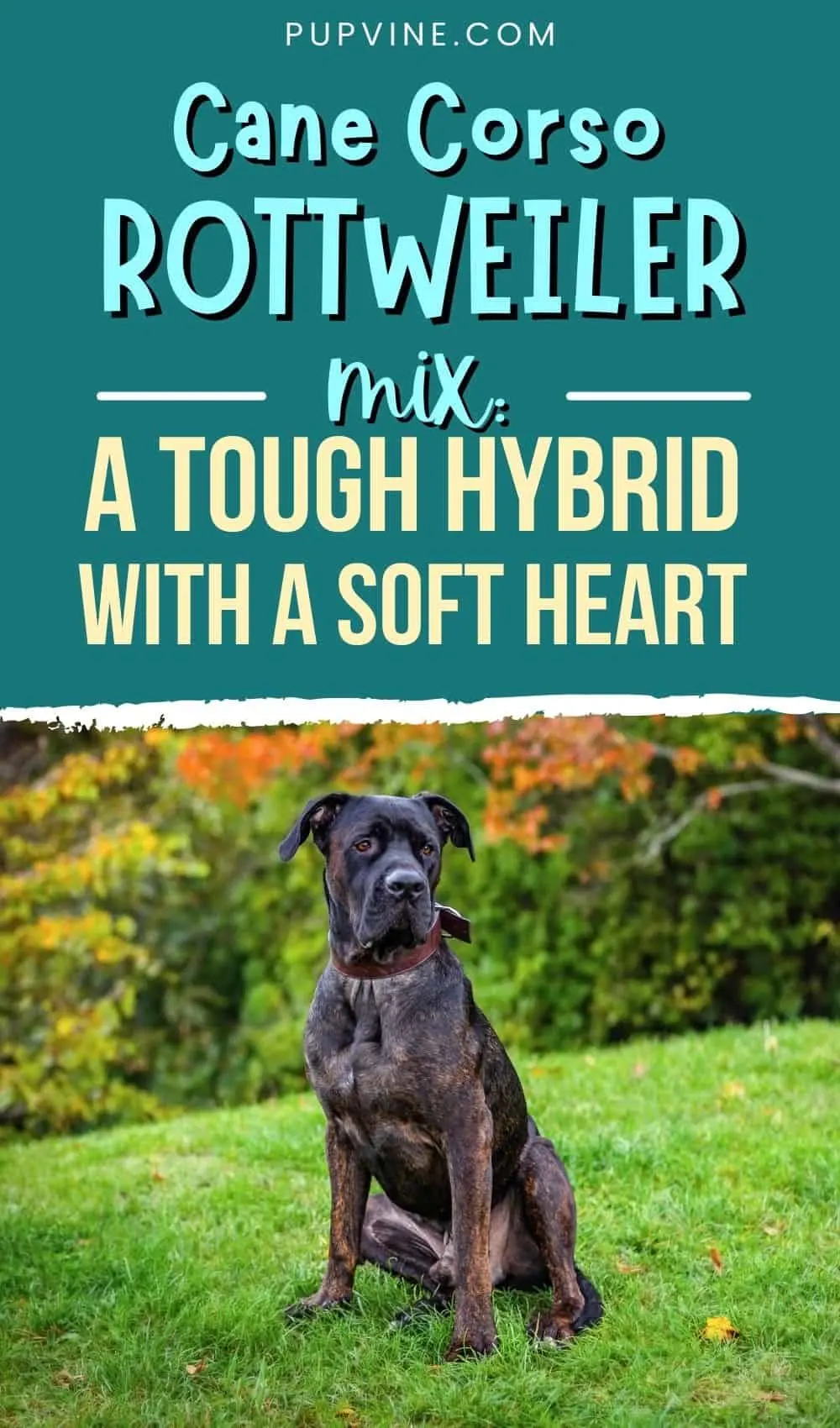 Cane Corso Rottweiler Mix: A Tough Hybrid With A Soft Heart