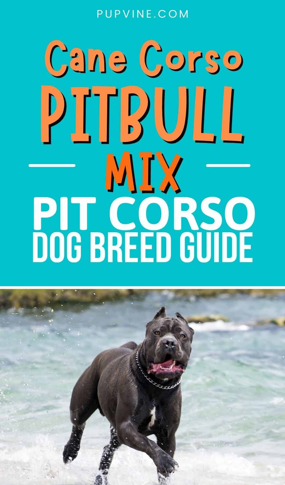 Cane Corso Pitbull Mix – Pit Corso Dog Breed Guide