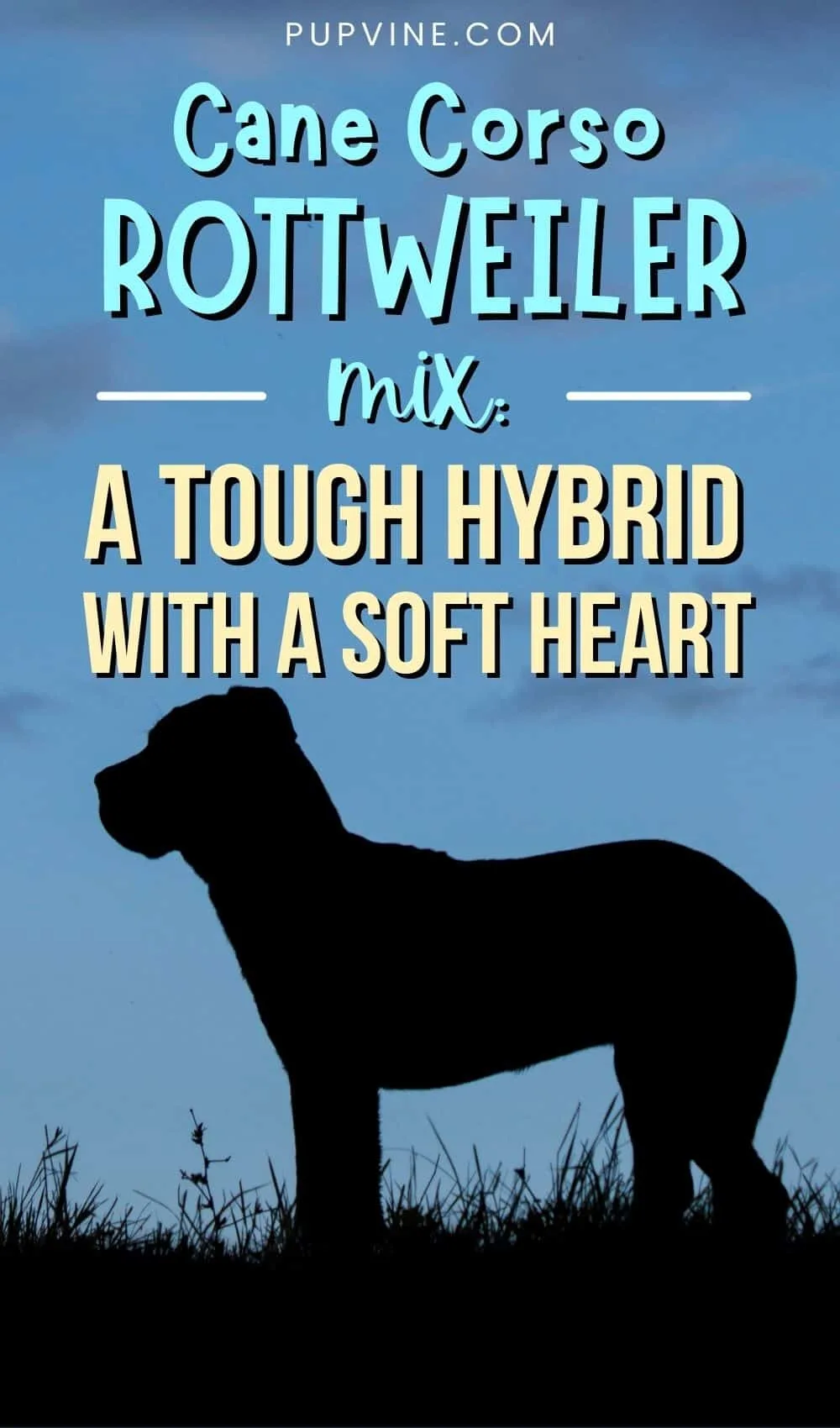 Cane Corso Rottweiler Mix A Tough Hybrid With A Soft Heart