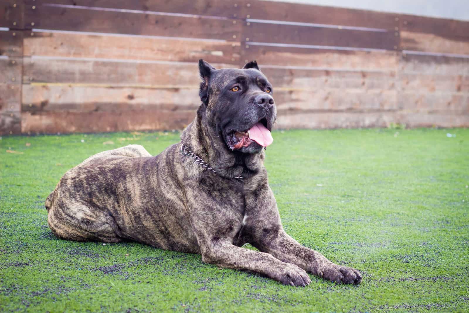 Cane Corso laying in the park with tongue out