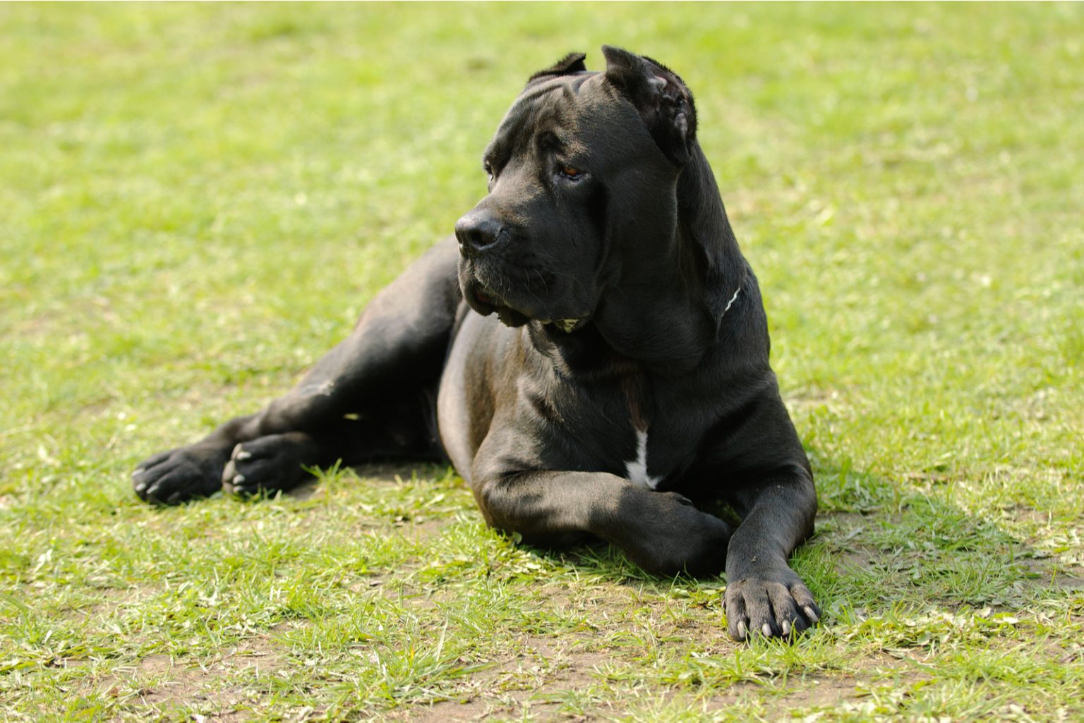 How Much Does A Cane Corso Cost? Puppy Cost Breakdown