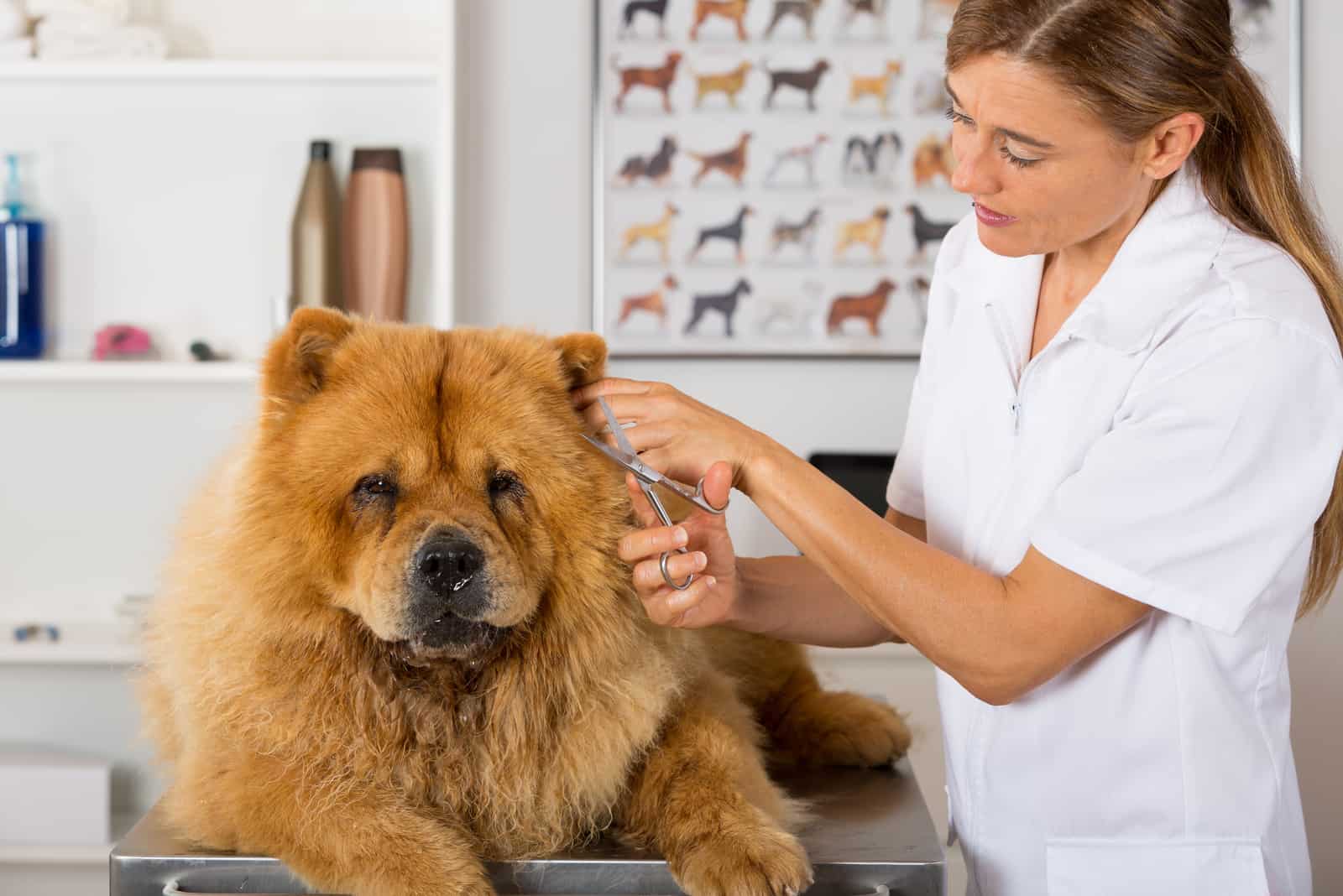 Canine hairdresser in a beauty clinic with Chow Chow