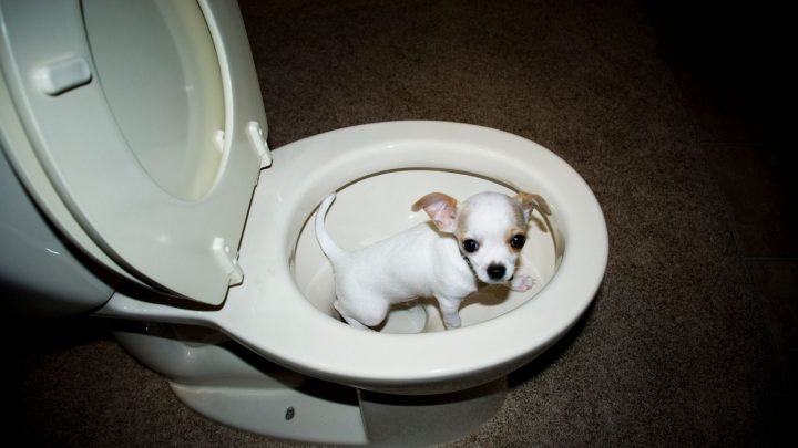 Chihuahua Potty Training: How To Easily House Train Chis