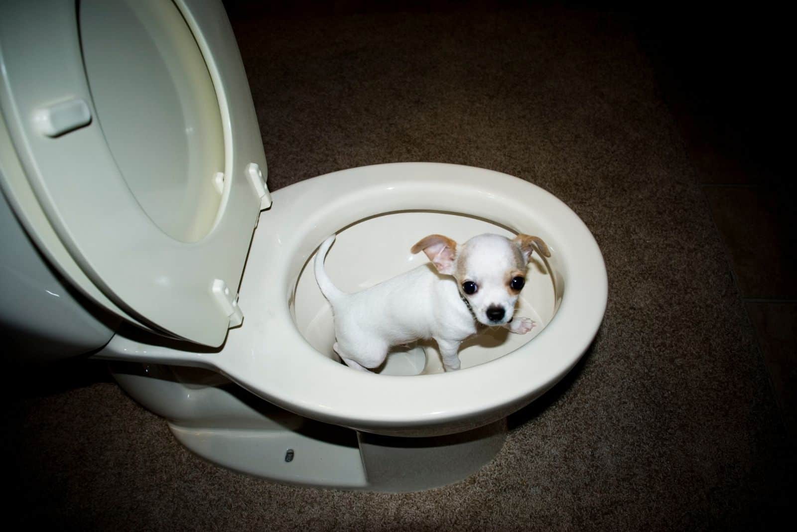 a chihuahua inside a new white toilet bowl