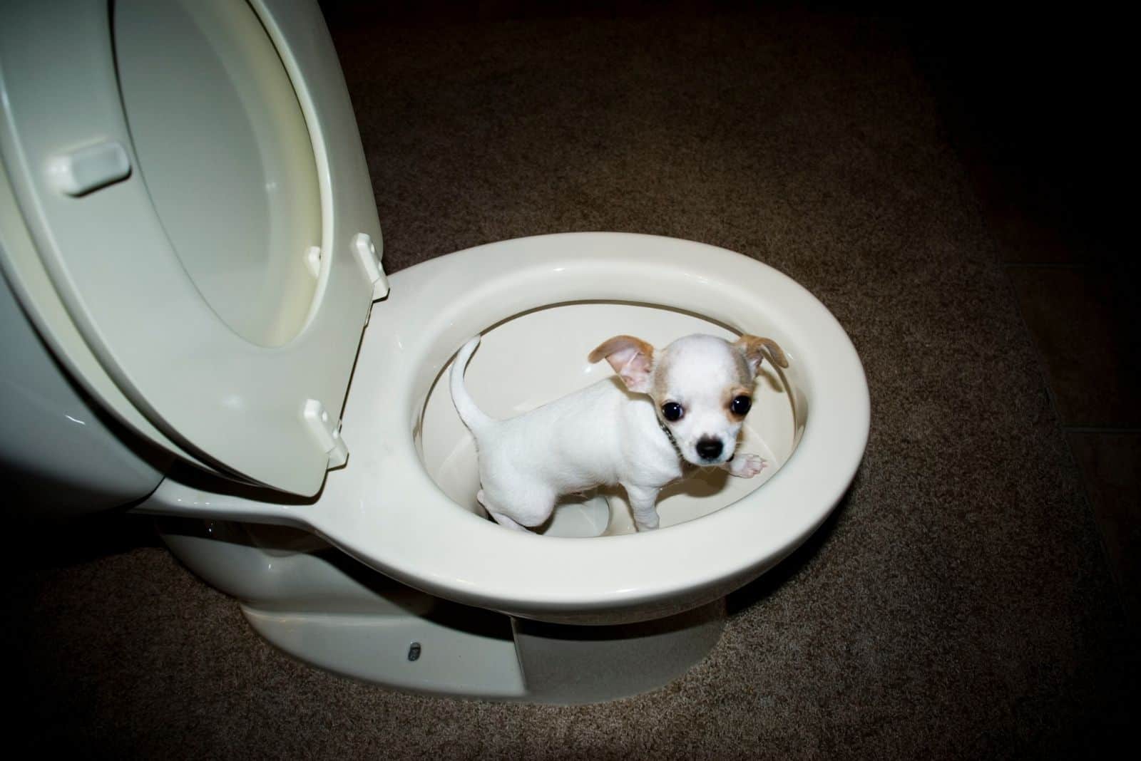 how do you potty train a stubborn puppy