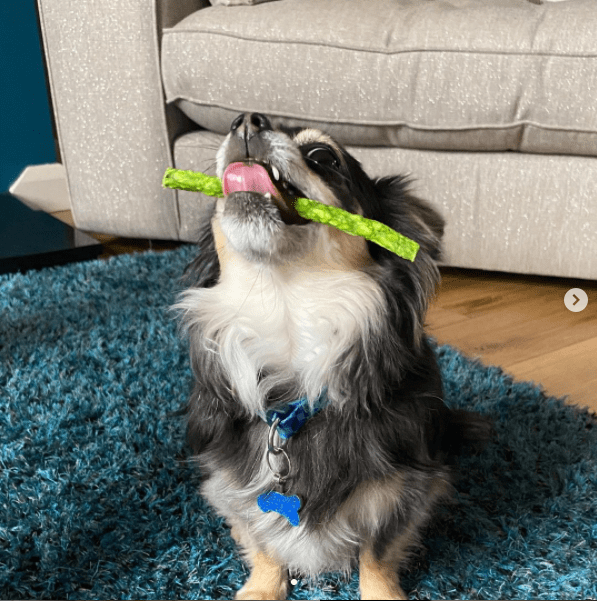 Chihuahua at home eating