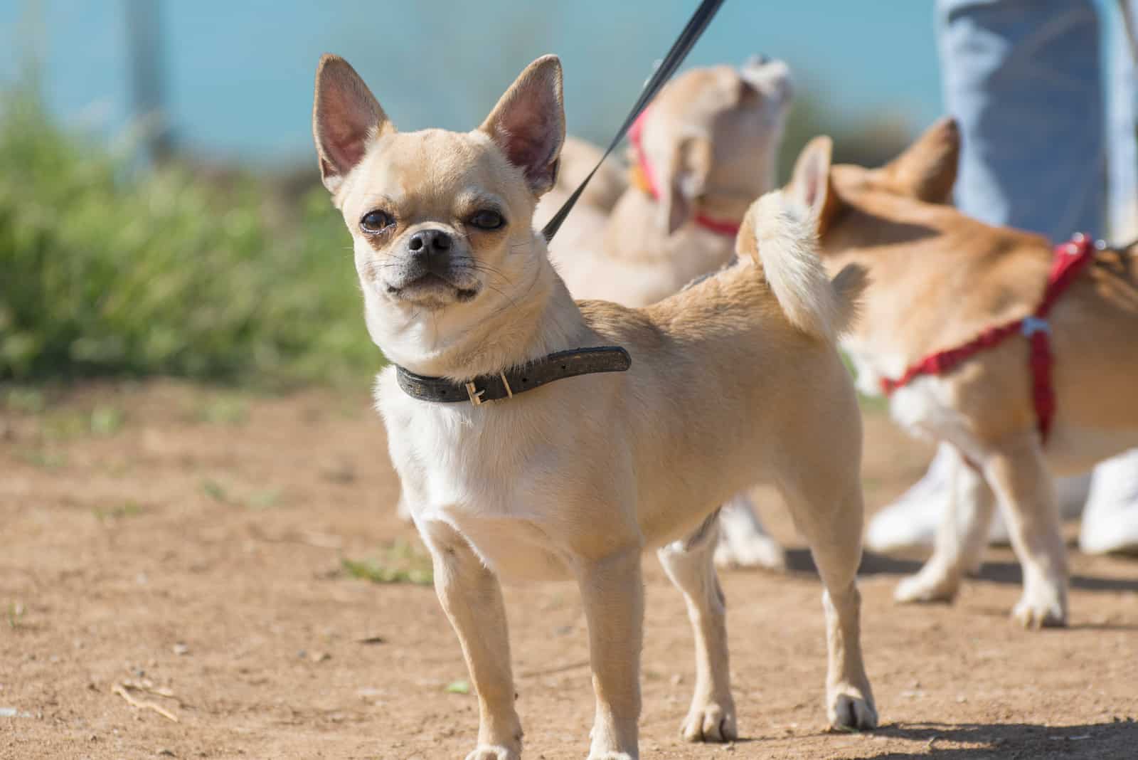 Chihuahua for a walk outdoors