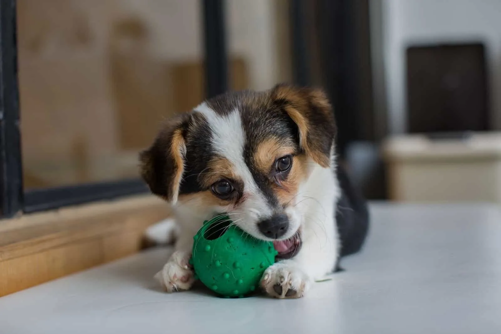 Chihuahua mix with Corgi puppy playing with ball at the floor