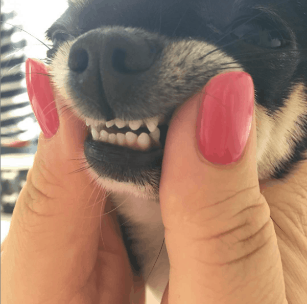 Chihuahua teeth