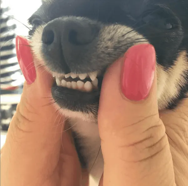 Chihuahua teeth