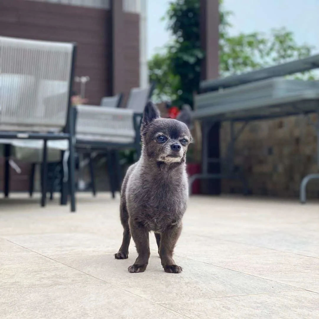 Chihuahuas standing outside