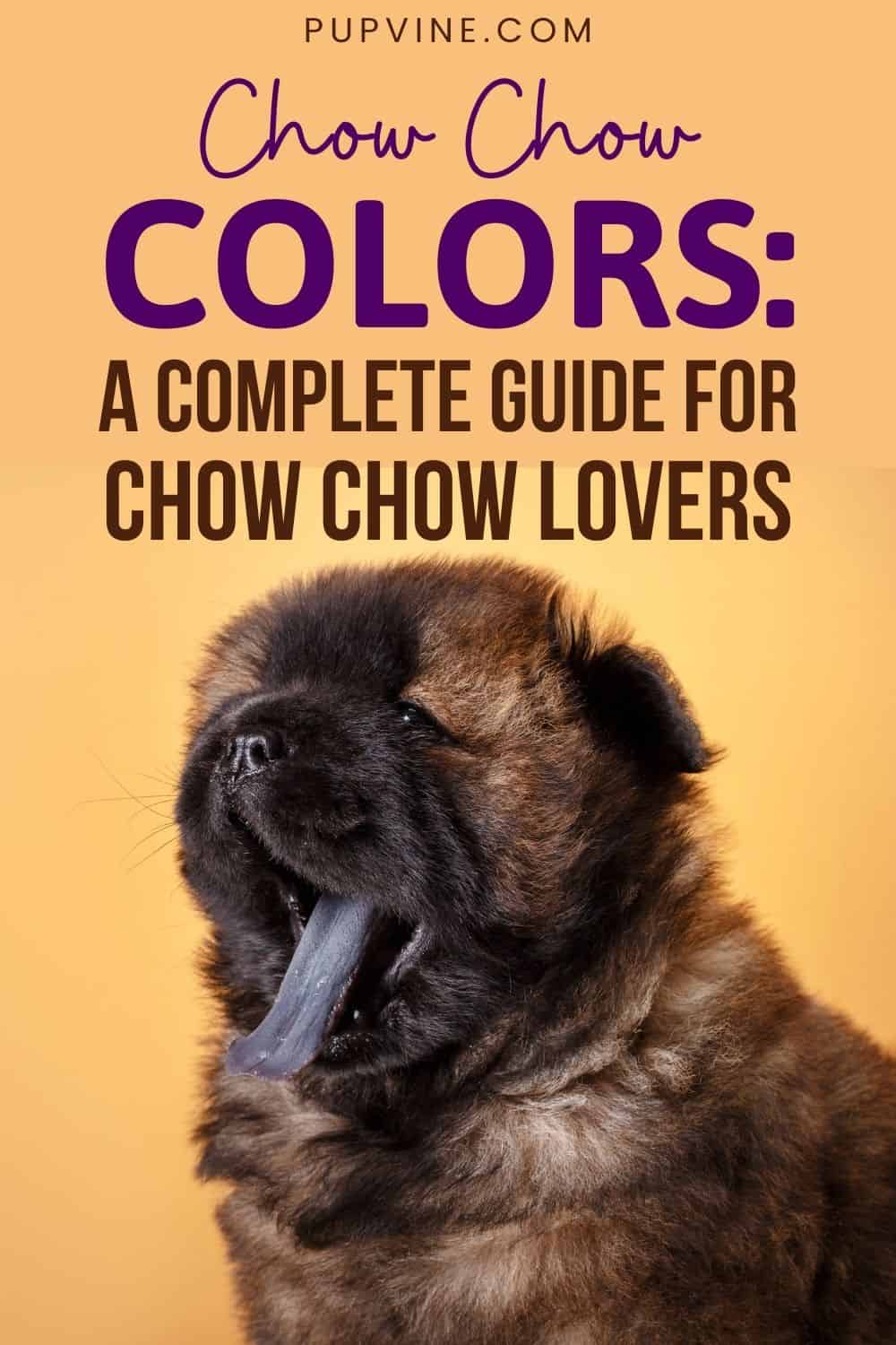 Chow Chow Colors A Complete Guide For Chow Chow Lovers