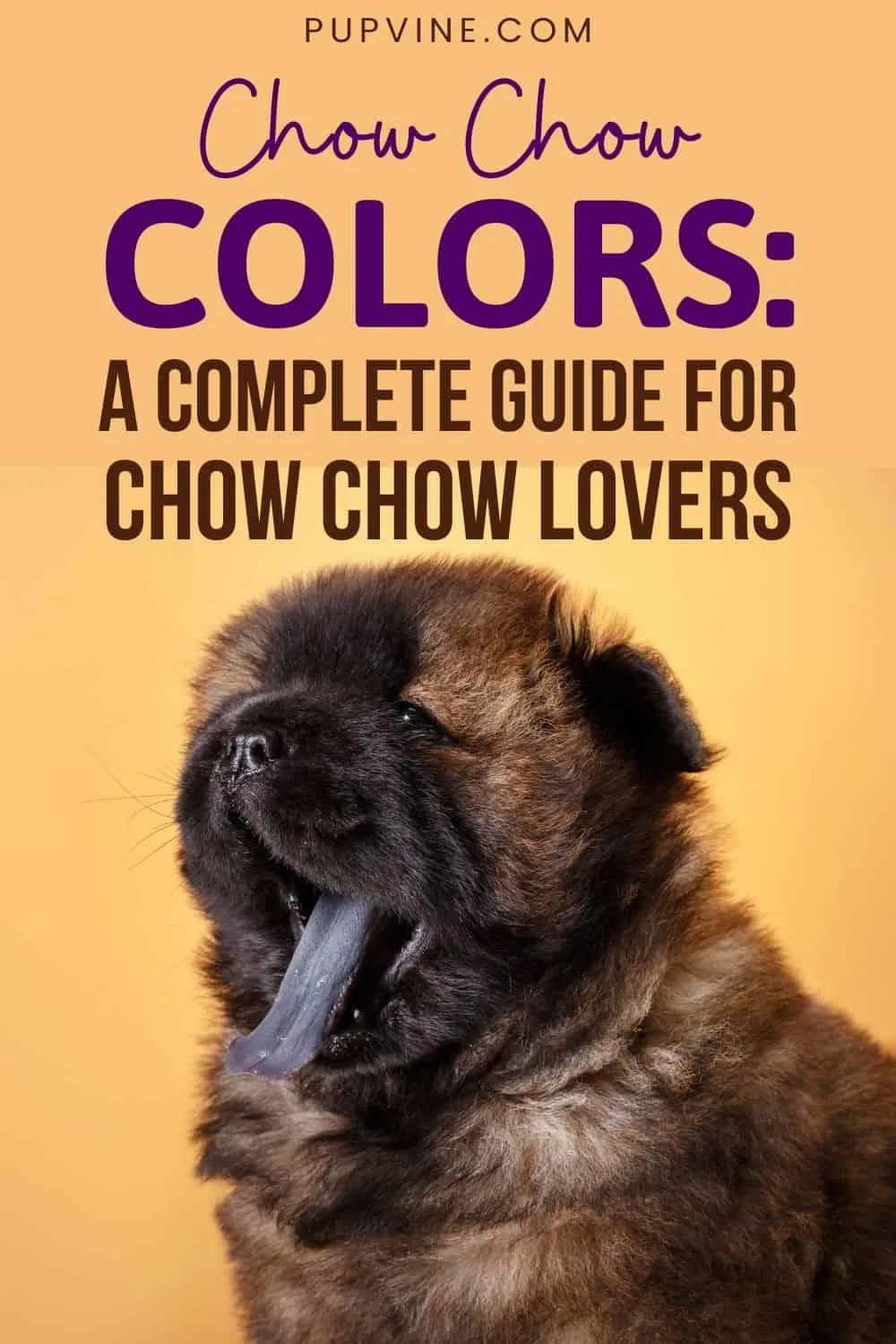 Chow Chow Colors A Complete Guide For Chow Chow Lovers