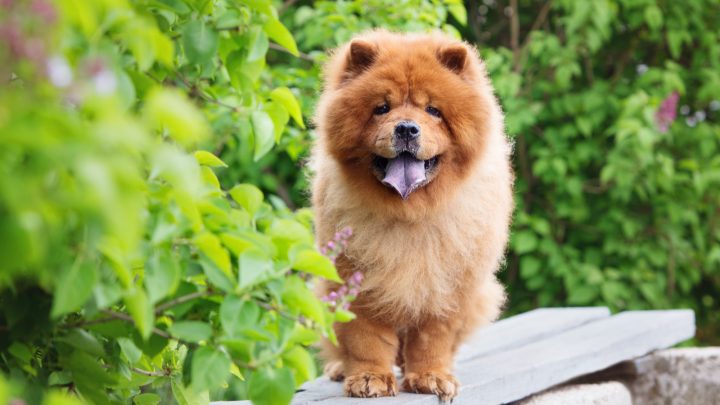 Chow Chow Colors: A Guide To Rare Colors Of Chow Chow Dogs