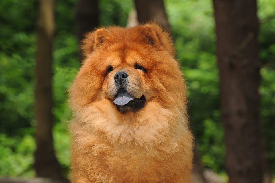 How Much Does A Chow Chow Cost? Puppy Price And Expenses