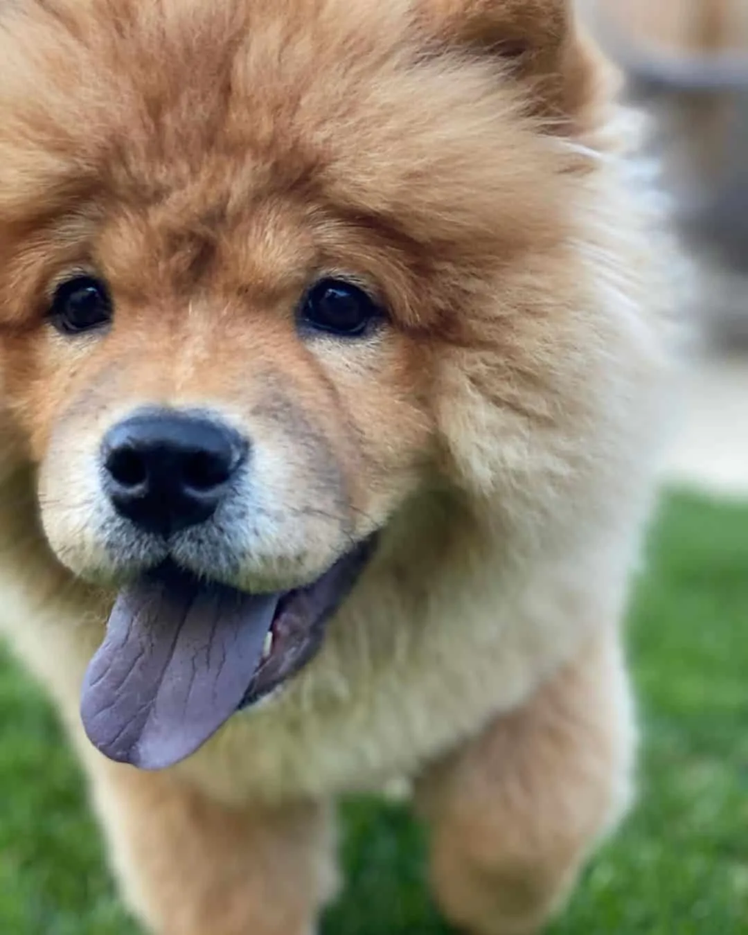 Chow Chow dog outdoors