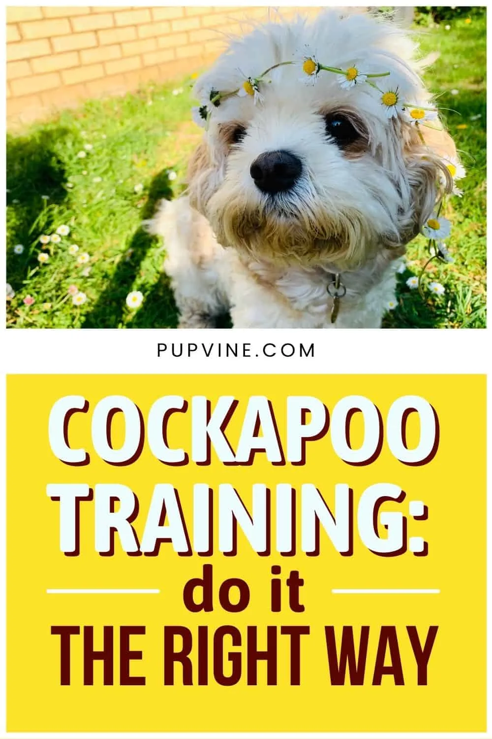 Cockapoo Training Do It The Right Way