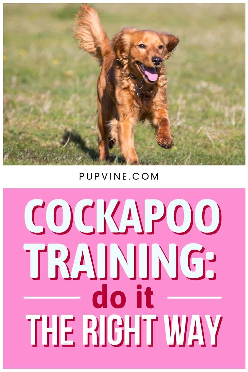 Cockapoo Training Do It The Right Way