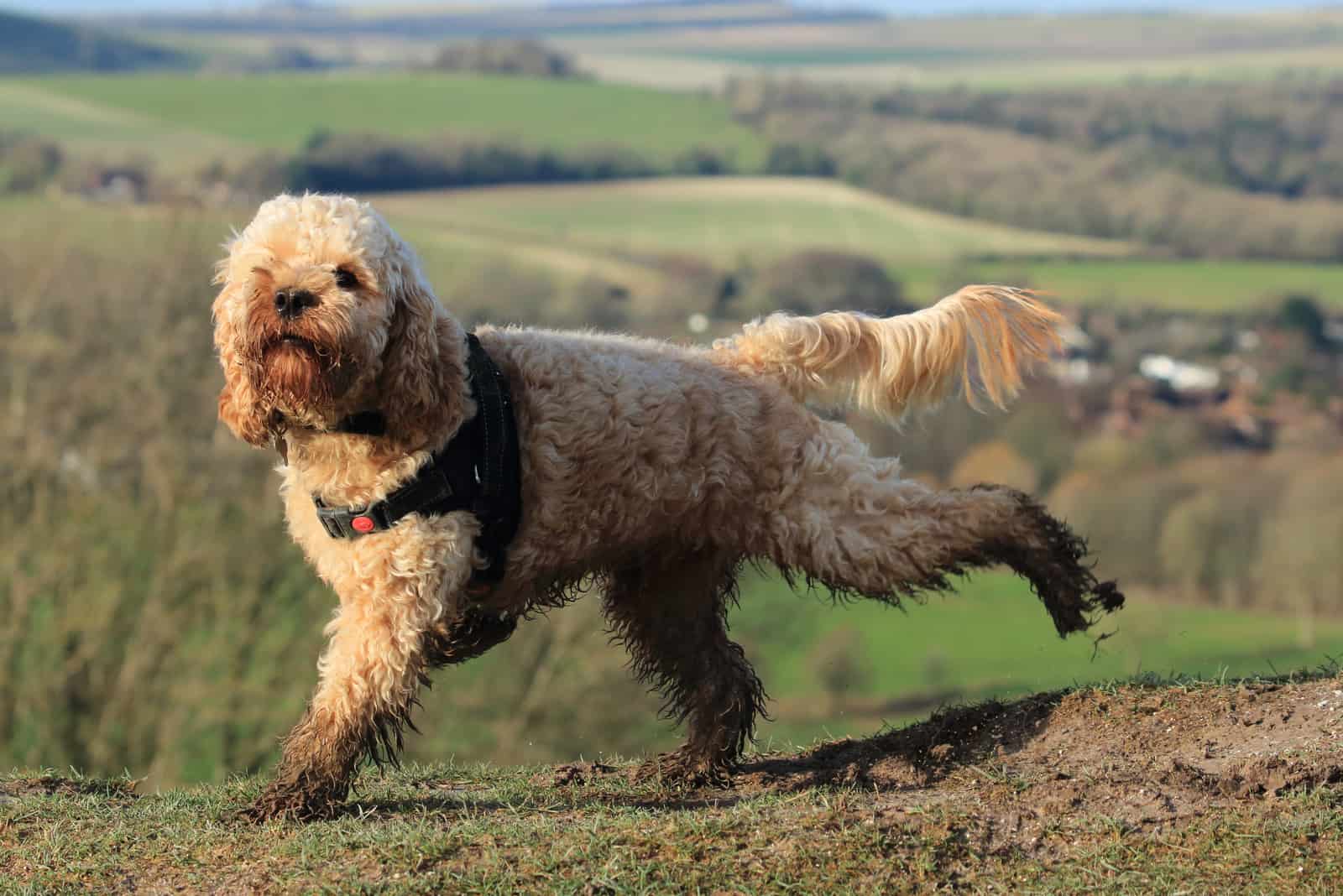 Cockapoo dog enjoying a run