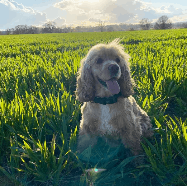 Cocker Spaniels in nature