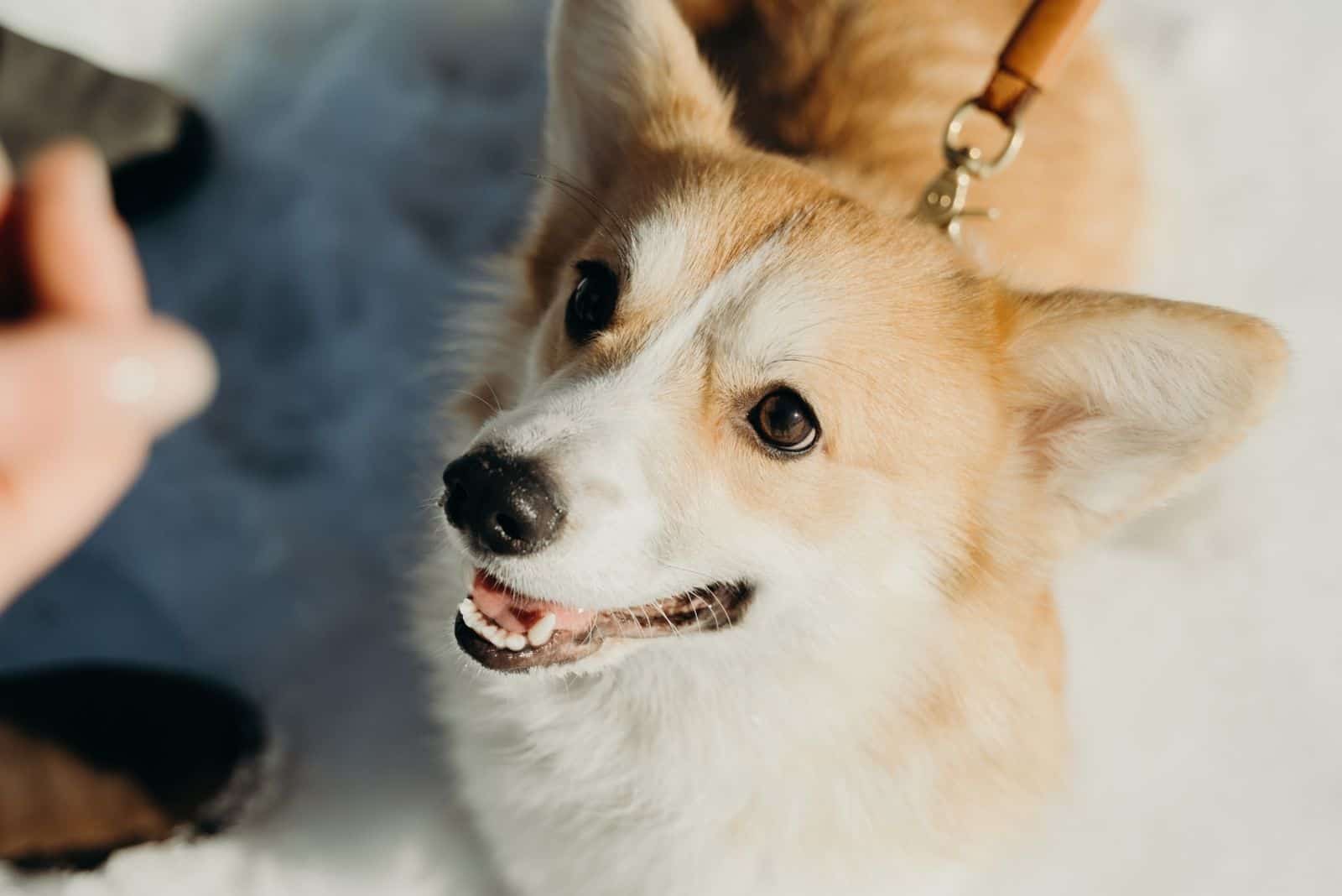 Corgi Husky mix looking up at its owner