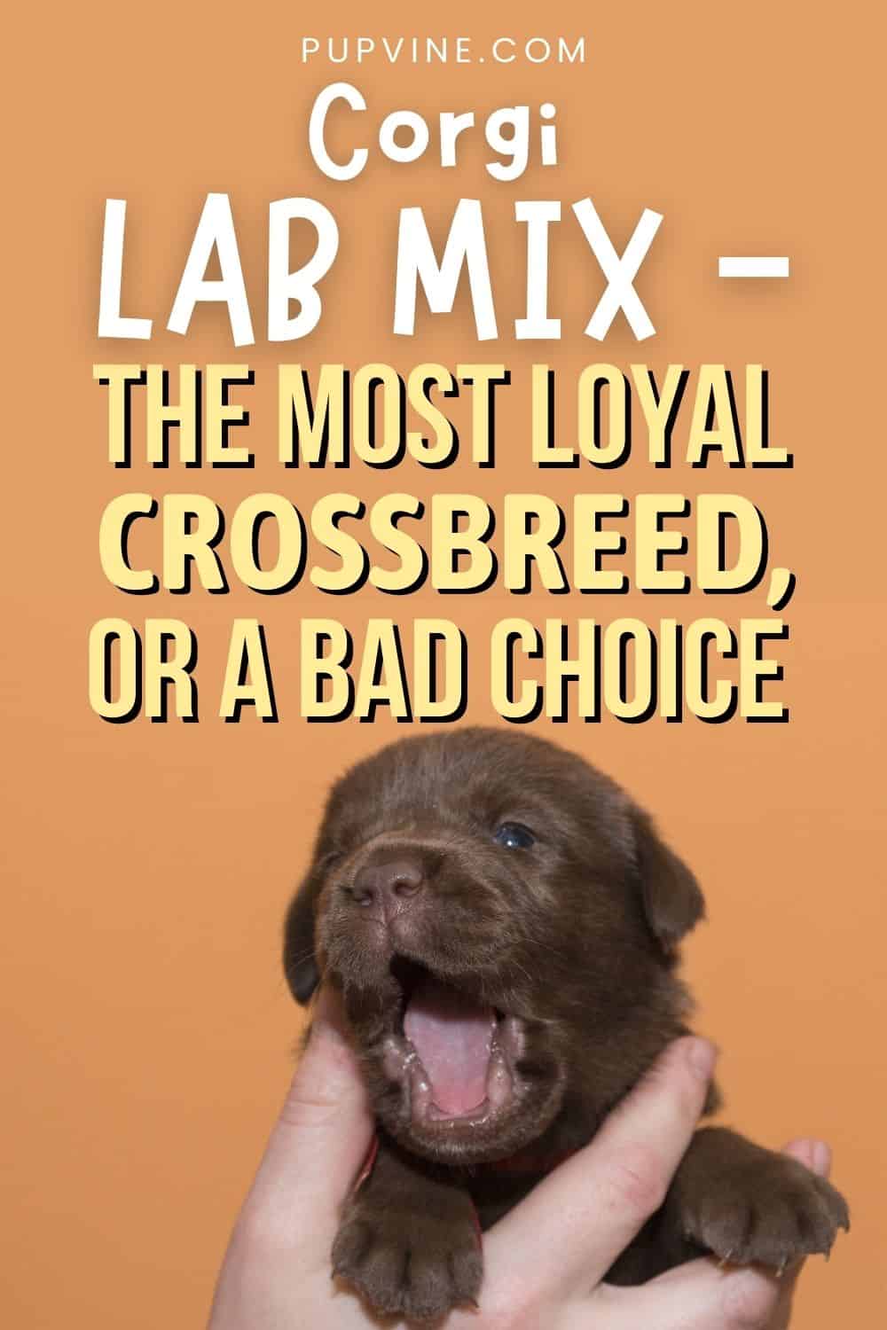 Corgi Lab Mix – The Most Loyal Crossbreed, Or A Bad Choice