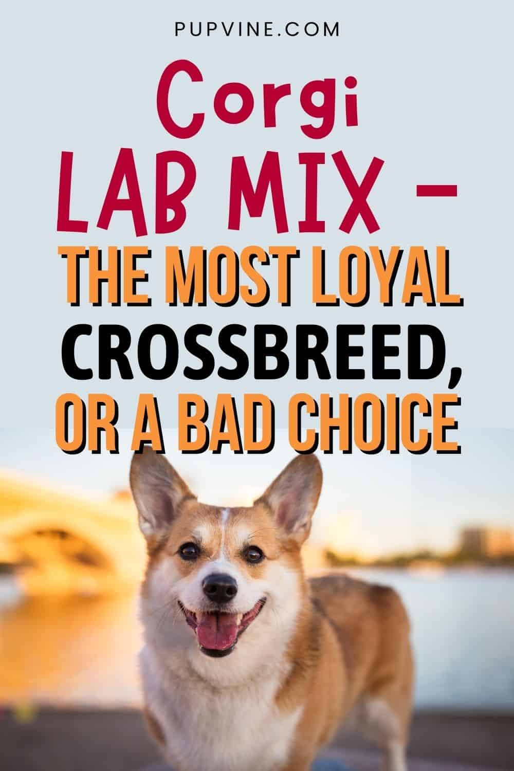Corgi Lab Mix – The Most Loyal Crossbreed, Or A Bad Choice