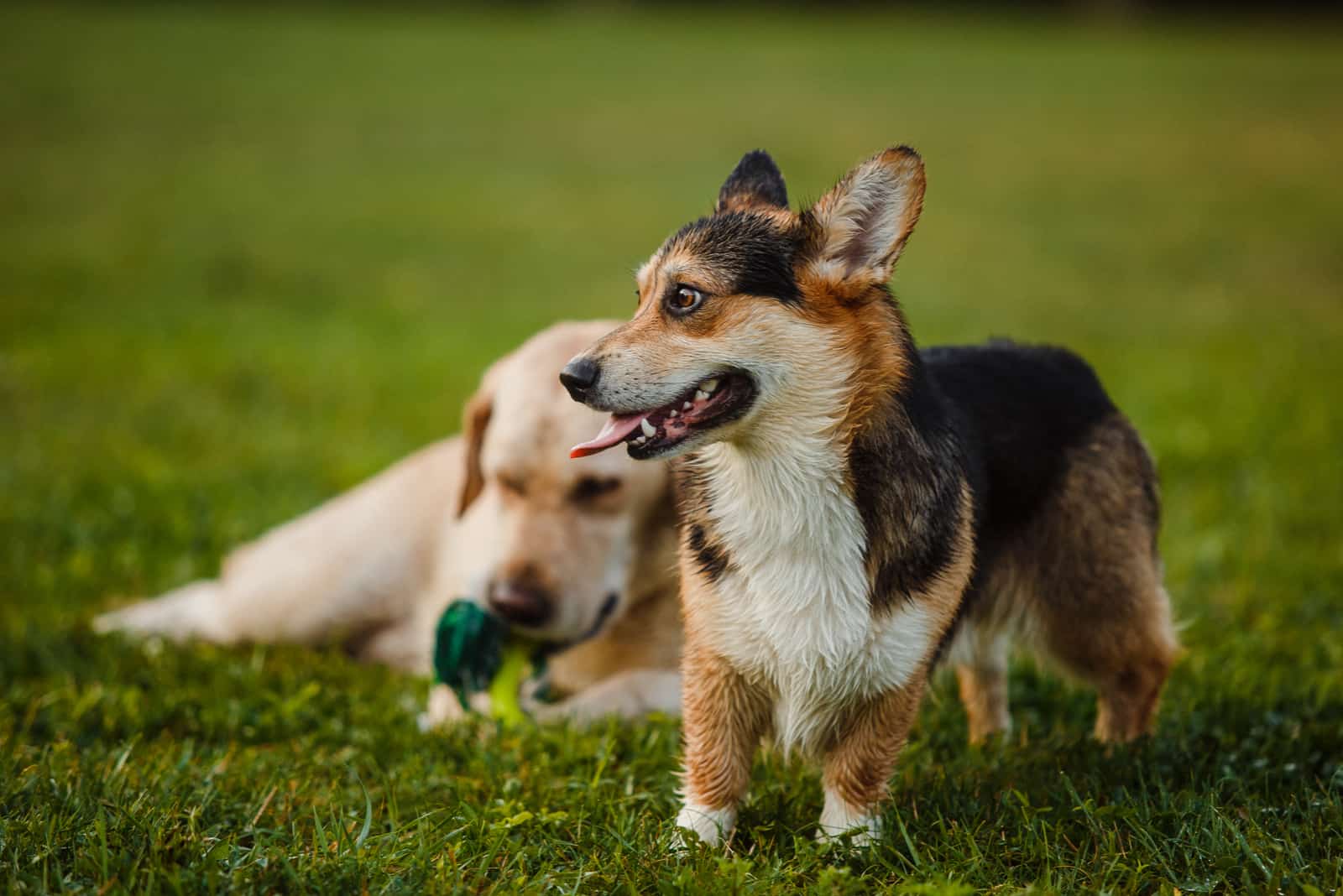 Corgi and the Labrador are playing on the lawn