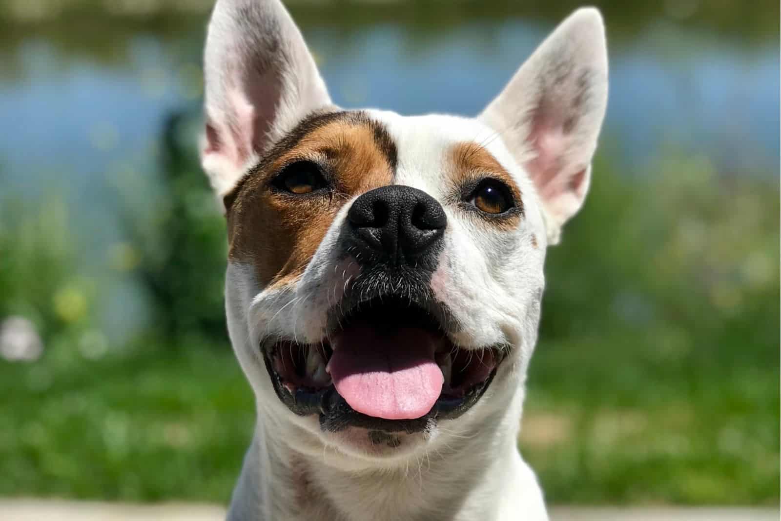 Corgi mix with pitbull in a cute headshot 