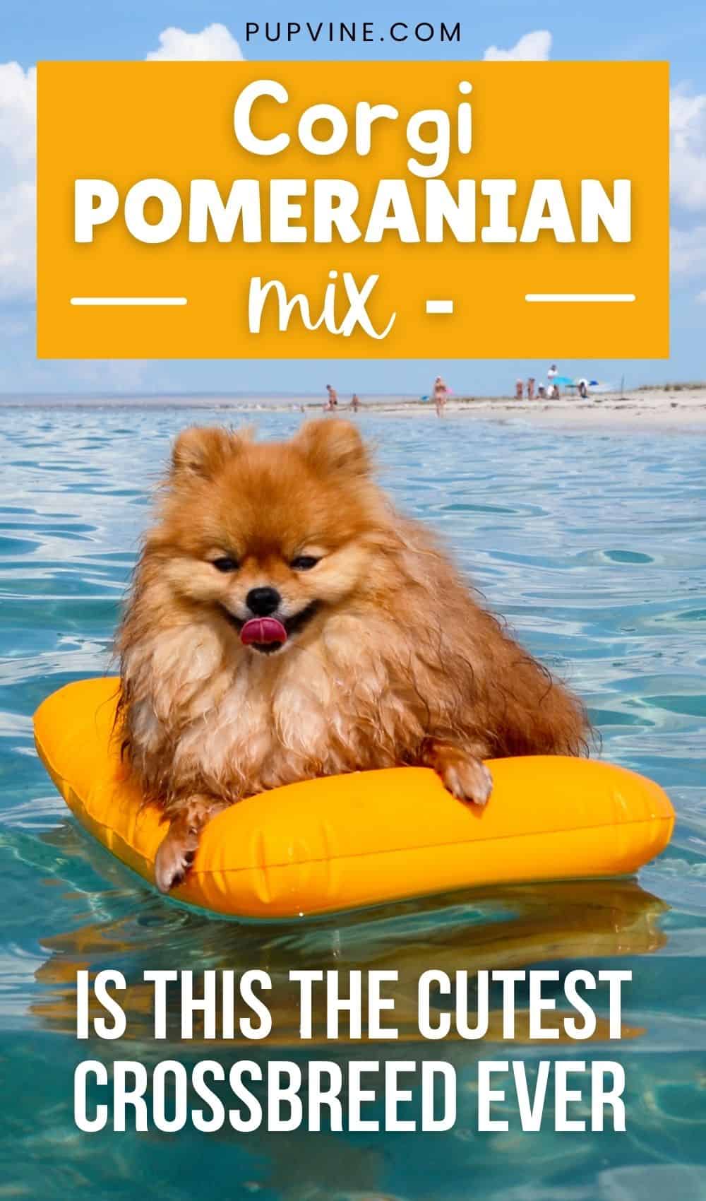 Corgi Pomeranian Mix –– Is This The Cutest Crossbreed Ever