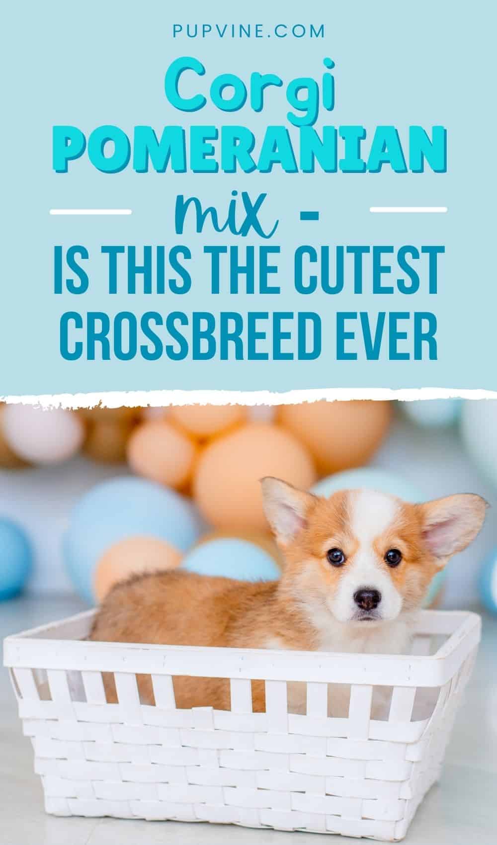 Corgi Pomeranian Mix –– Is This The Cutest Crossbreed Ever?