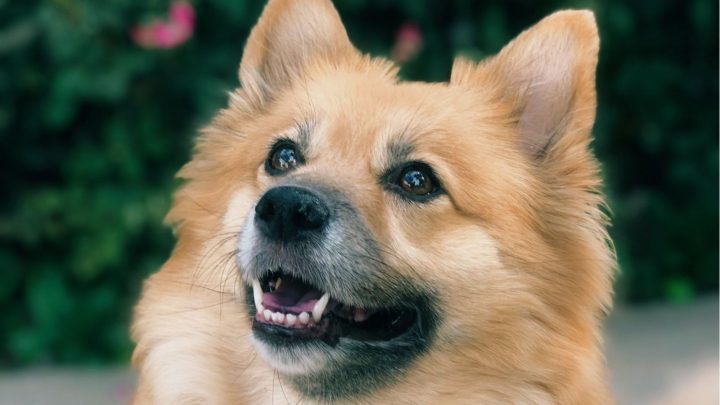 Corgi Pomeranian Mix –– Is This The Cutest Crossbreed Ever?