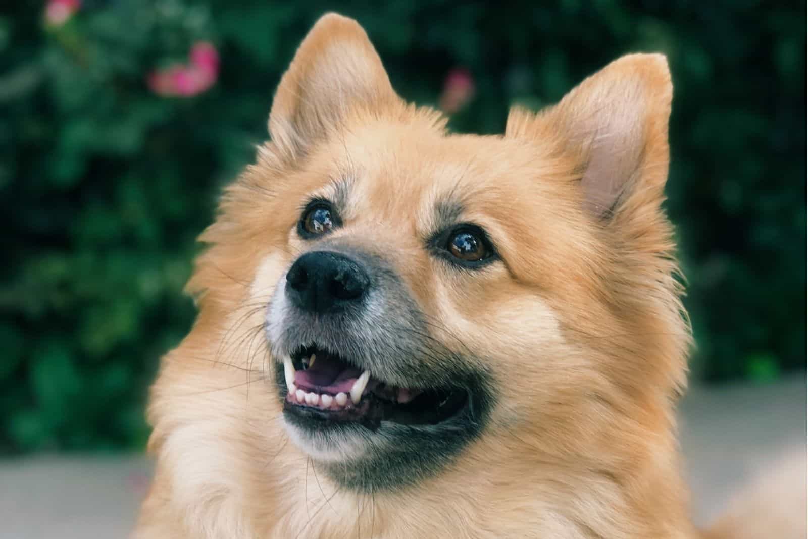 cute corgi pomeranian mix dog in close up photography outdoors