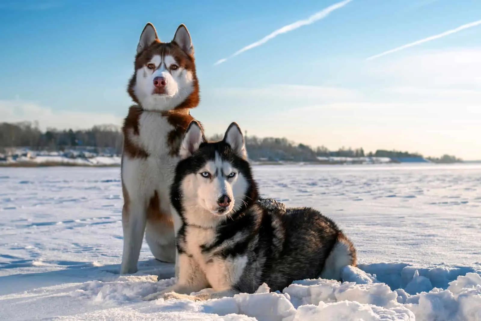 Couple Siberian Husky dogs on sunny winter background