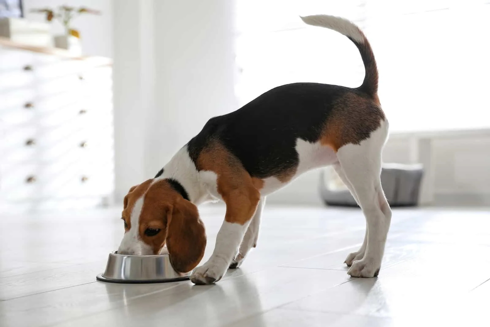Cute Beagle puppy eating at home