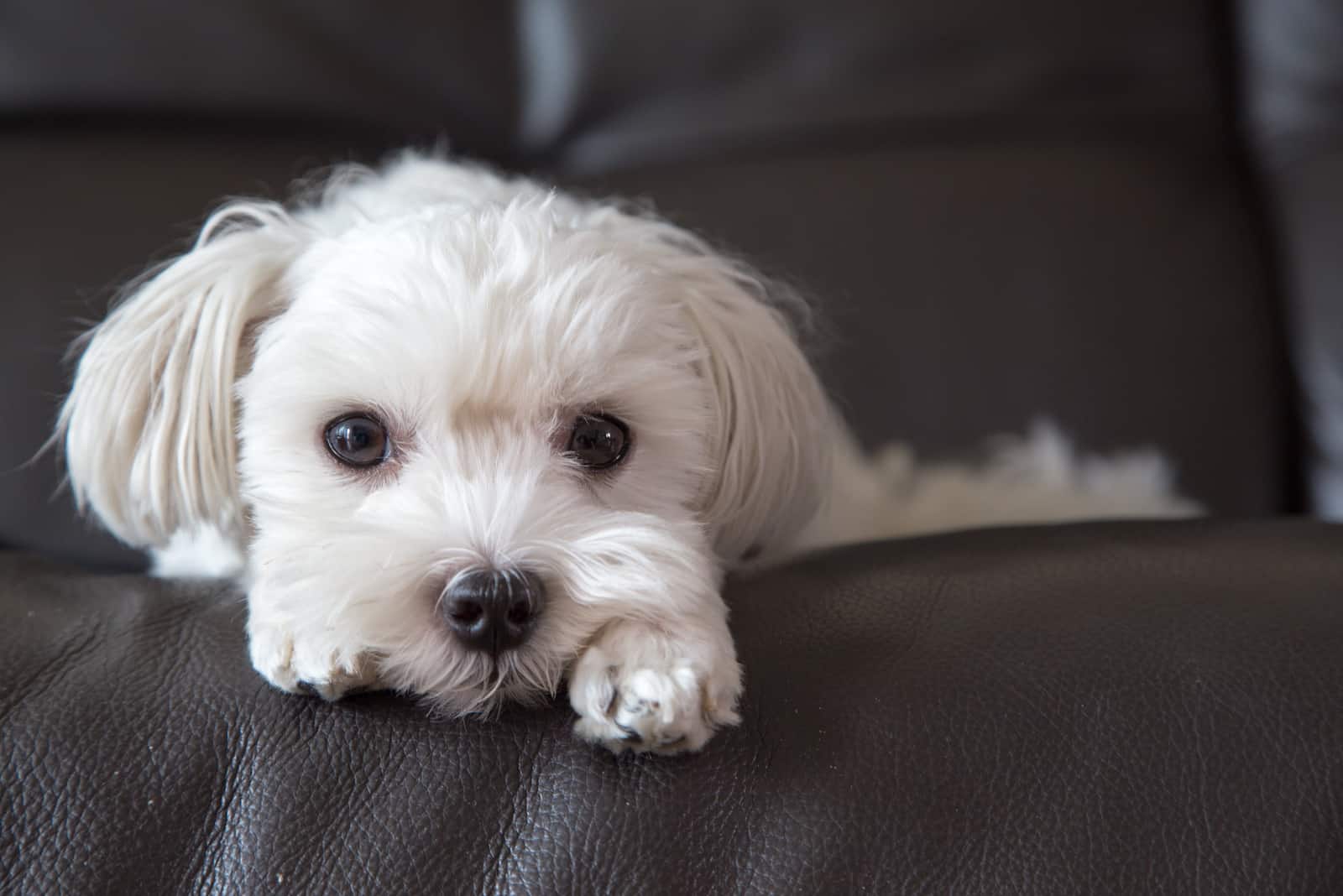 Cute Maltese laying down on black leather sofa