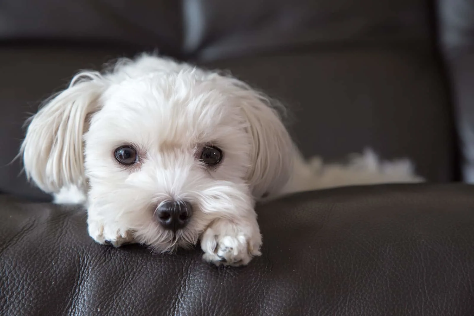 Cute Maltese laying down on black leather sofa