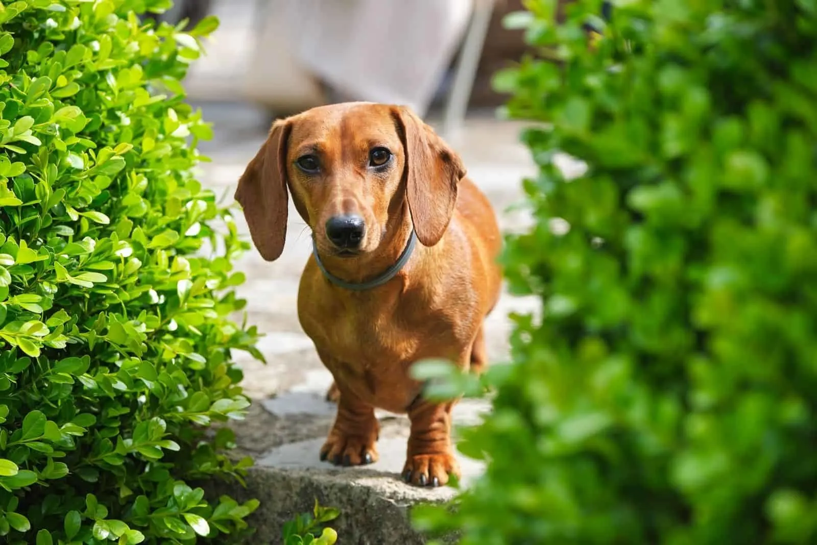 Cute brown Dachshund dog in collar standing near abundant green plants in sunny garden and looking at camera friendly