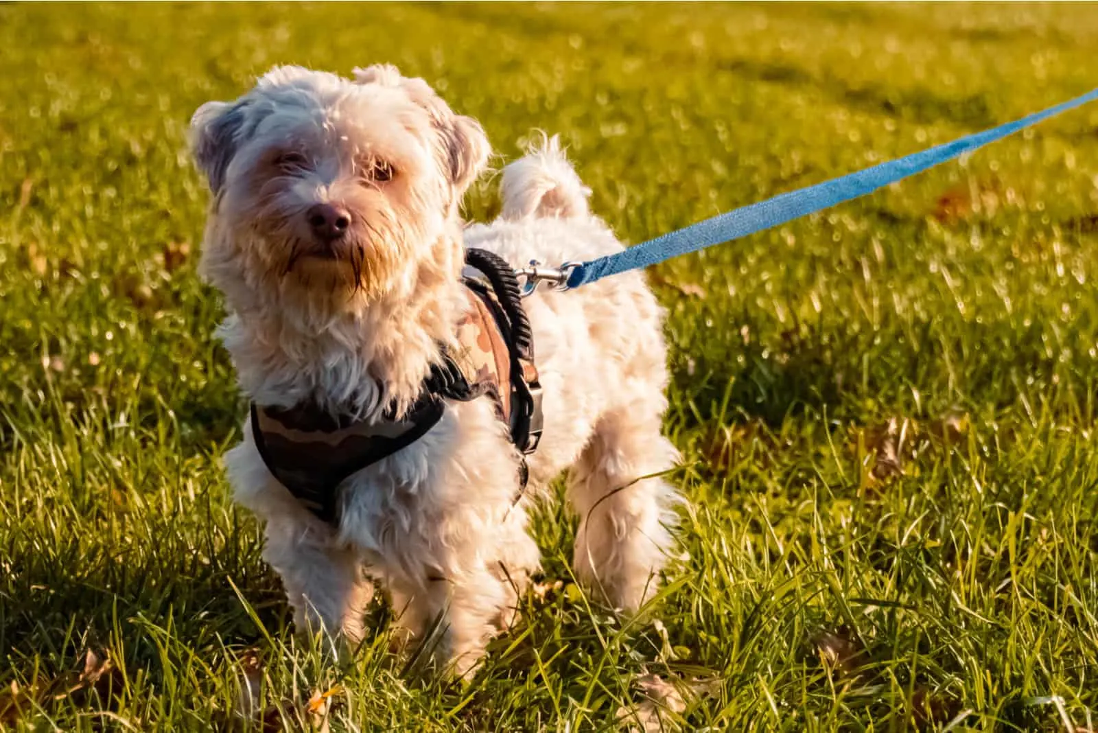 Cute havanese dog standing on the grass
