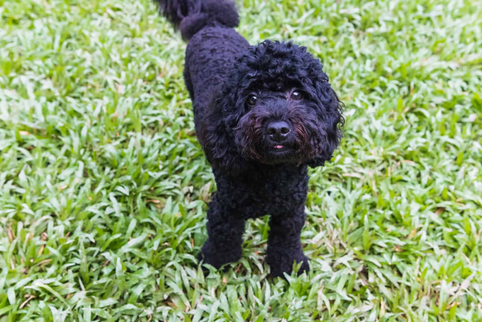 Cute poodle at park on sunny day