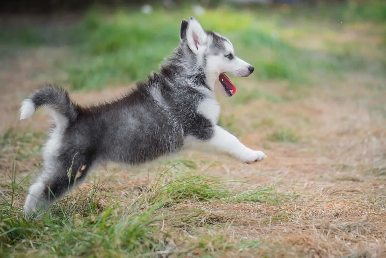 Cute siberian husky puppy jumping on the grass