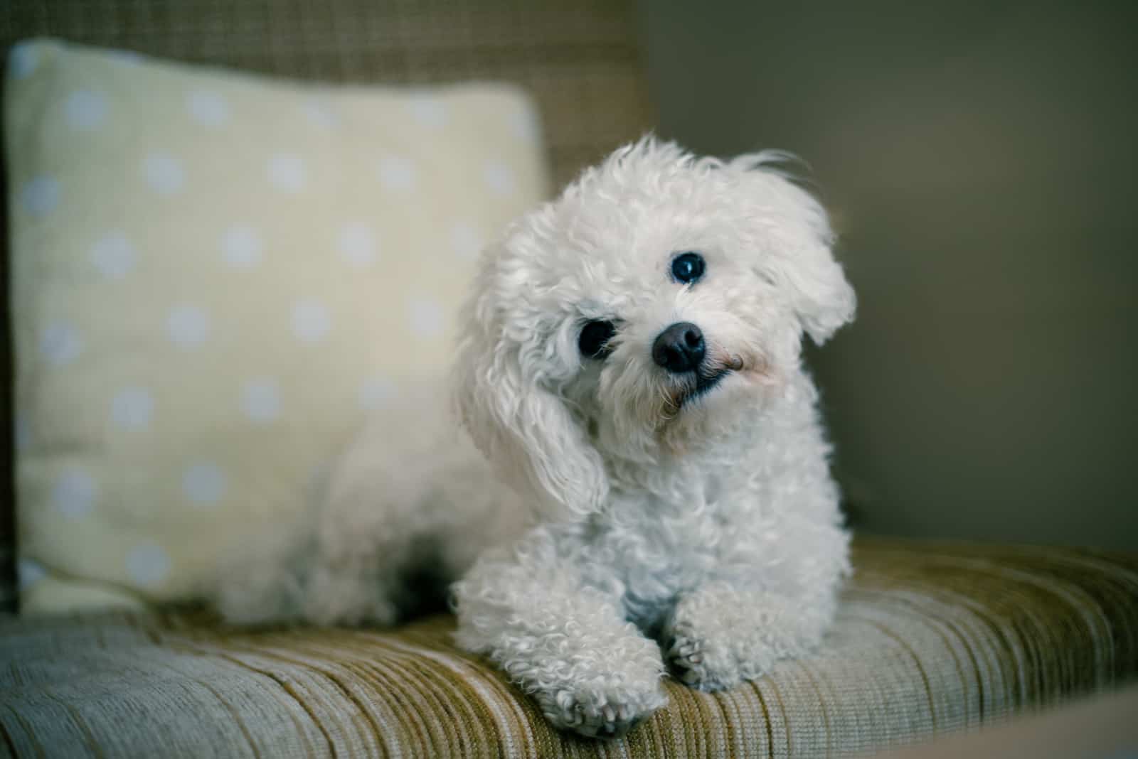 Cute white maltese dog lying at home on a sofa