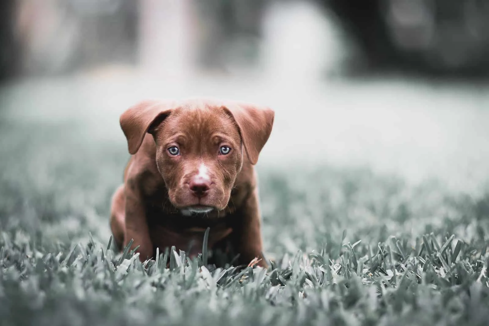 Cutest Blue Eyed American Pitbull