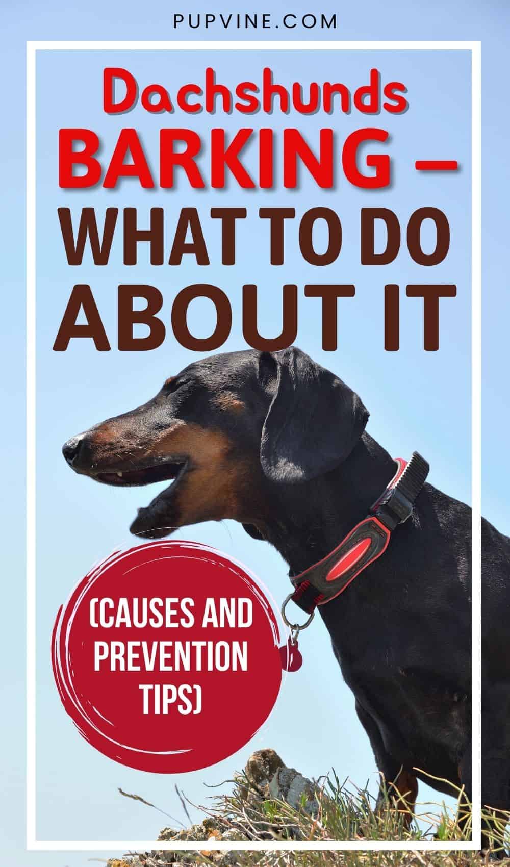 Dachshunds Barking – What To Do About It (Causes And Prevention Tips)